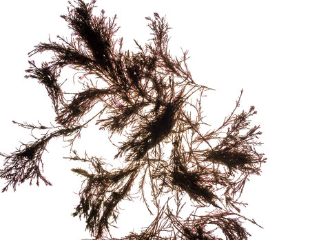 Algae isolated in white. Closeup macro viewの写真素材