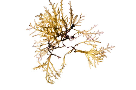 Algae isolated in white. Closeup macro viewの写真素材