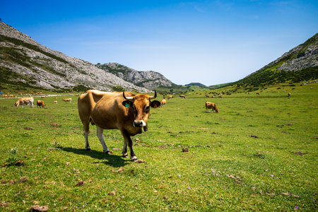 Cows around Covadonga lakes in Picos de Europa, Asturias, Spainの写真素材