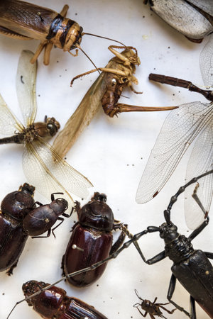 Collection of dried dead insects pinned in a box. White background