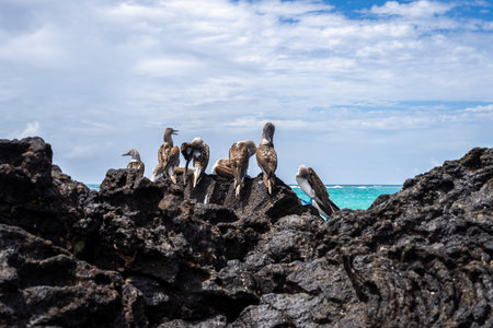 A group of blue-footed booby birds perched on volcanic rocks along the coast of Isabela Island, with the Pacific Ocean in the background, Galapagos, Ecuadorの写真素材