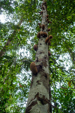 Cecropia tree towers in Cuyabeno Reserve, adorned with unique growths, showcasing the rich...