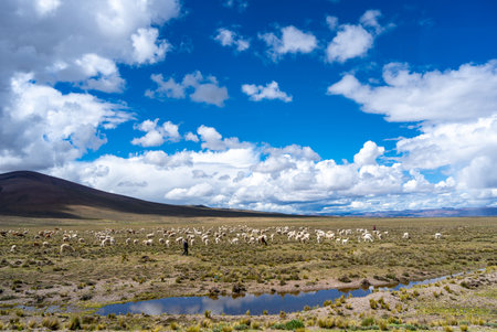 A large herd of alpacas and llamas grazes on the high-altitude plains, with a herder walking among...