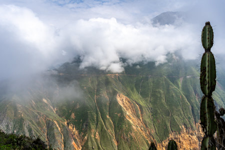 A stunning view of Colca Canyon shrouded in mist, with a tall cactus in the foreground, highlighting the unique landscape of Peruの写真素材