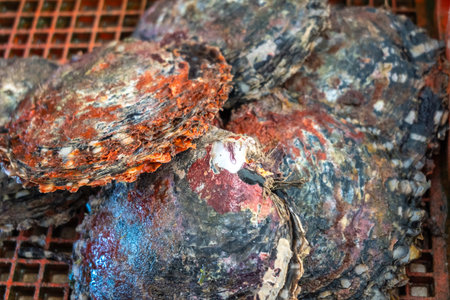 Tahitian black pearl oysters waiting for harvest on Tahaa Island, French Polynesia