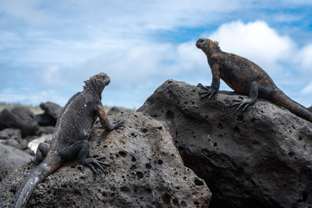 A marine iguana rests on volcanic rocks at Tortuga Bay beach, Santa Cruz Island, showcasing the unique wildlife of the Galapagos Islands, Ecuadorの写真素材