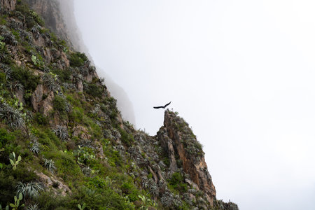 A condor gracefully soars above the lush cliffs of Colca Canyon, surrounded by mist and rocky terrain. The majestic bird takes flight over the rugged landscapeの写真素材
