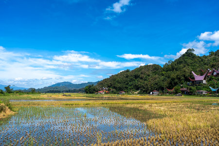 A traditional Toraja village with tongkonan houses stands surrounded by golden rice fields and lush...