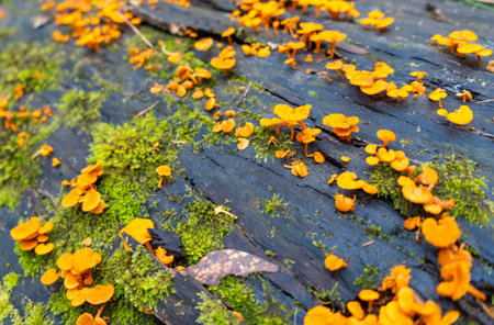 Clusters of bright orange fungi grow on a moss-covered log in a damp forest. The small mushrooms...