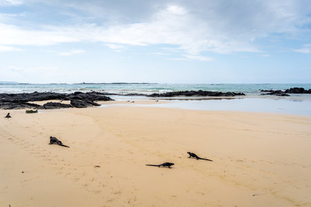 A marine iguana basks on the beach of Isabela Island in the Galapagos Archipelago, Ecuador,...