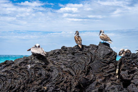 A pelican and blue-footed booby bird perched on volcanic rocks, overlooking the clear blue waters on Isabela Island, Galapagosの写真素材