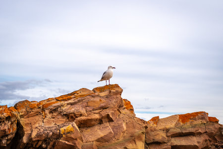 A seagull perches on a rugged sandstone rock at Stokes Bay Beach on Kangaroo Island, Australia. The bird contrasts against the smooth sky, with the textured rock adding depth to the coastal sceneの写真素材