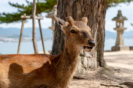 A young deer with soft fur stands near the beach on Miyajima island, surrounded by pine trees and traditional stone lanternsの写真素材