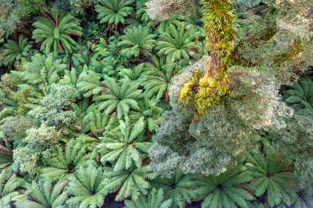 Vibrant ferns cover the forest floor in Great Otway National Park, Victoria, Australia. The aerial...