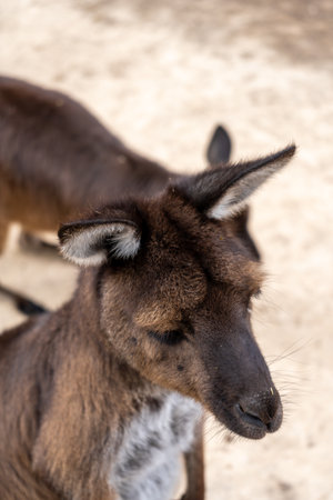 Kangaroos stand alert on dry ground, surrounded by scattered hay and dirt on Kangaroo Island,...