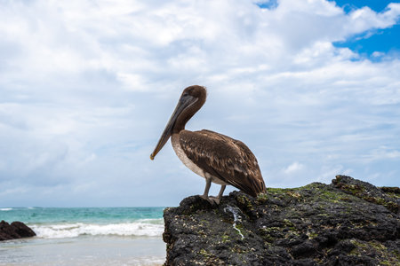A brown pelican on volcanic rocks at Puerto Villamil Beach, Isabela Island, offering a stunning view of the beach and the ocean. Galapagos, Ecuadorの写真素材