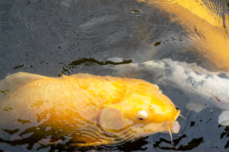 Brightly colored koi fish swim peacefully in the pond of Shukkei-en, a traditional Japanese garden located in the heart of Hiroshima, Japanの写真素材