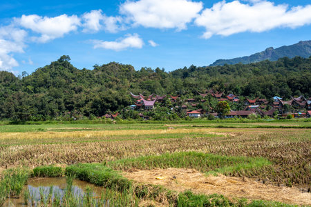 A traditional Toraja village with tongkonan houses stands surrounded by golden rice fields and lush hills under a bright blue skyの写真素材
