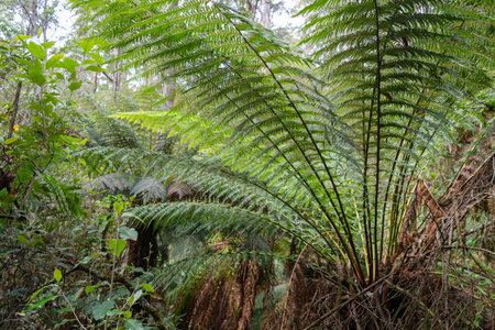The hiking trail along the Cumberland River to Kalimna Falls on the Great Ocean Road in Australia is surrounded by lush ferns and dense forest. Towering tree ferns create a tranquil and immersive natural experience in the rainforestの写真素材