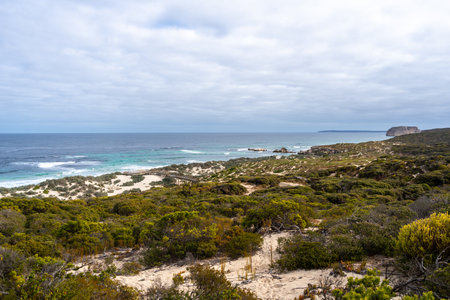 Several seals lie on the sandy shore of Seal Bay Conservation Park, in Kangaroo Island, Australiaの写真素材
