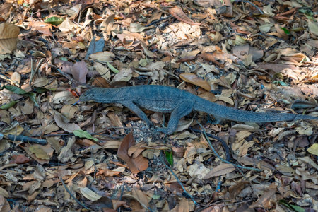 A Malayan water monitor walks across dry leaves in Singapore Botanic Gardens, blending into the natural earthy colors of the forest floorの写真素材