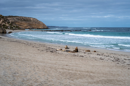 Several seals lie on the sandy shore of Seal Bay Conservation Park, in Kangaroo Island, Australiaの写真素材