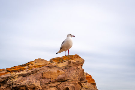 A seagull perches on a rugged sandstone rock at Stokes Bay Beach on Kangaroo Island, Australia. The bird contrasts against the smooth sky, with the textured rock adding depth to the coastal sceneの写真素材