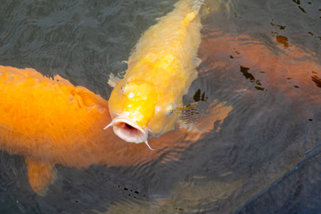 Brightly colored koi fish swim peacefully in the pond of Shukkei-en, a traditional Japanese garden located in the heart of Hiroshima, Japanの写真素材