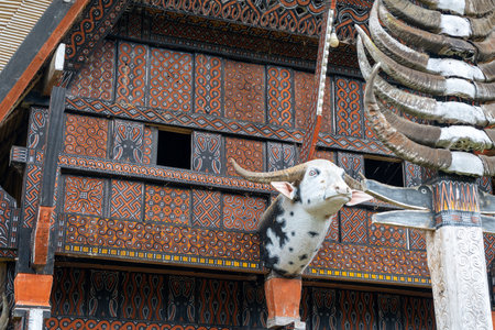 Carved wooden panels and a buffalo head sculpture adorn a traditional Toraja house, symbolizing status and ancestral reverence in Sulawesi, Indonesiaの写真素材