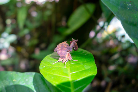 A leaf mimic praying mantis blending in with the foliage in the Cuyabeno Reserve, Ecuador, showcasing its natural camouflageの写真素材