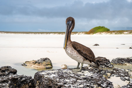 A brown pelican calmly rests on rocks along the pristine Tortuga Bay beach, showcasing the unique wildlife of the Galapagos Islands, Ecuadorの写真素材
