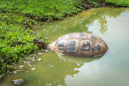 A Galapagos giant tortoise rests in the wetlands of Santa Cruz Island, Ecuadorの写真素材