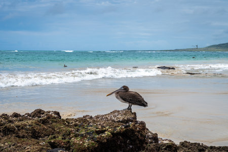A brown pelican on volcanic rocks at Puerto Villamil Beach, Isabela Island, offering a stunning view of the beach and the ocean. Galapagos, Ecuadorの写真素材