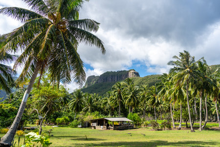 A rustic house stands among coconut trees in Hakaui Valley, Nuku Hiva, Marquesas Islands, French Polynesia, with lush greenery and mountains in the backgroundの写真素材