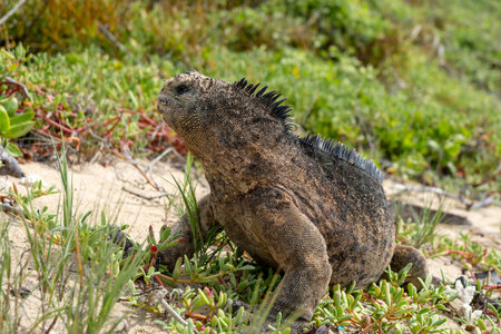 A marine iguana basks on the beach of Isabela Island in the Galapagos Archipelago, Ecuador, surrounded by calm ocean watersの写真素材