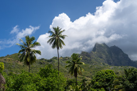 Mount Temetiu rises above Atuona on Hiva Oa, French Polynesia, partially covered by mist. Lush vegetation and towering coconut palms frame the islandâs dramatic volcanic landscapeの写真素材