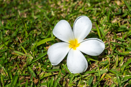 A beautiful frangipani flower blooms on the grass of Tahaa Island in French Polynesia, showcasing the island's tropical beautyの写真素材