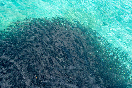 A dense school of sardines swims in the clear turquoise waters of Bolilanga island, Togian archipelago, Sulawesi, Indonesia, under the tropical sunの写真素材