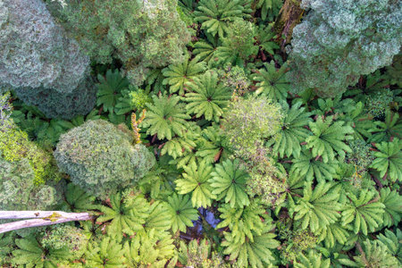 Vibrant ferns cover the forest floor in Great Otway National Park, Victoria, Australia. The aerial view highlights the dense, green foliage in this rich natural environmentの写真素材