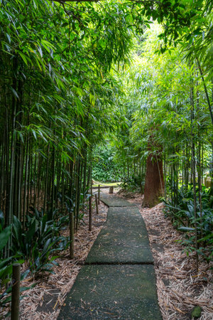 A peaceful path winds through a dense bamboo forest in Jochi-ji Temple, Kamakura, Japan, surrounded by lush vegetation and natural serenityの写真素材