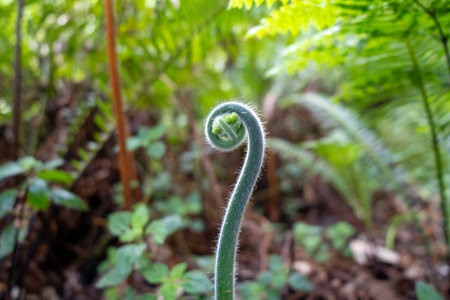A young curled fern frond emerges in a dense green forest, covered in fine hairs. The spiral structure highlights the early stage of plant growth, surrounded by vibrant foliage and natural textures in a humid, thriving ecosystemの写真素材