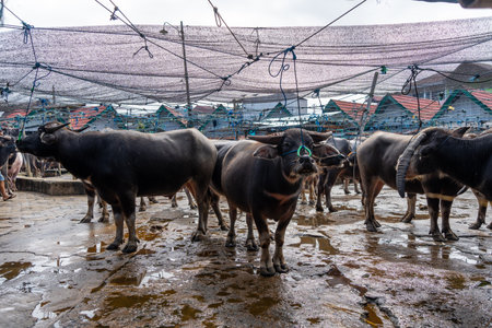 Buffaloes tied with ropes at Pasar Bolu livestock market in Rantepao, a traditional trading place in Toraja, Sulawesi, Indonesiaの写真素材