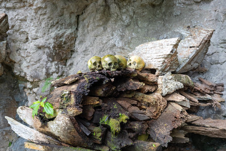 Ancient wooden tombs and human skulls rest in a sacred cave sanctuary of the Toraja people,...
