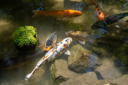 Group of koi fish swim in shallow clear pond near mossy rocks on Miyajima Island, a peaceful spot close to Hiroshima, Japanの写真素材