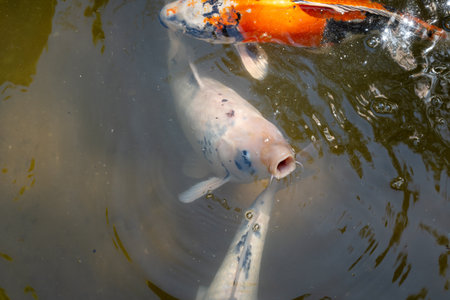 Brightly colored koi fish swim peacefully in the pond of Shukkei-en, a traditional Japanese garden located in the heart of Hiroshima, Japanの写真素材