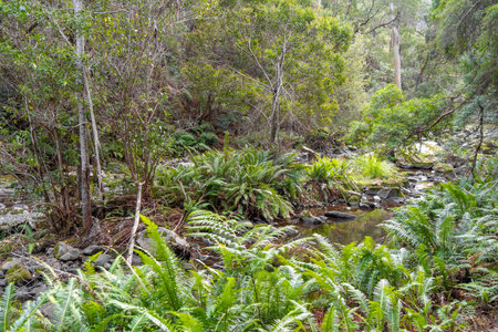 The Cumberland River flows through lush greenery on the Kalimna Falls trek along the Great Ocean...