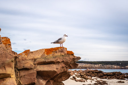 A seagull stands atop a weathered rock at Stokes Bay Beach on Kangaroo Island, Australia. The rugged sandstone contrasts with the birdâs white feathers, creating a scenic coastal composition with ocean waves and sandy shore in the backgroundの写真素材