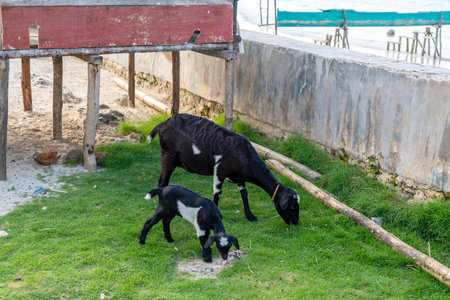 A mother goat and her kid graze peacefully on green grass near the shore of Malenge Island in the Togian Archipelago, Indonesiaの写真素材