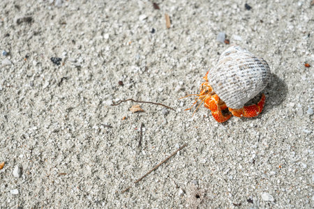 A hermit crab crawls on a white sand beach in Maupiti, French Polynesia, carrying a black seashell...