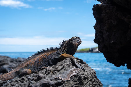 A marine iguana enjoys the sunny day by resting on the rocks at San Cristobal Island's coastline, Galapagos, Ecuadorの写真素材
